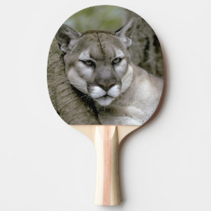 Raquete De Ping Pong Flórida Panther, Felis concolor coryi,
