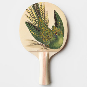 Raquete De Ping Pong James Sowerby Ground Parrot, Psittacus terrestris