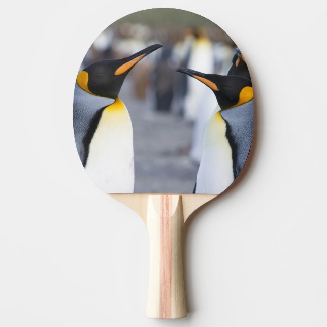 Raquete De Ping Pong King Penguins (Frente)