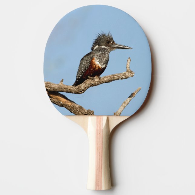 Raquete De Ping Pong Kingfisher gigante (Verso)