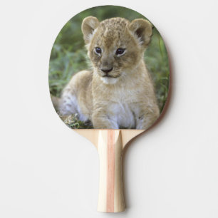 Raquete De Ping Pong leão-africano, Panthera leo), Tanzânia,