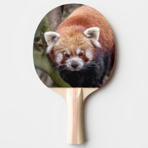 Raquete De Ping Pong Lindo Panda Vermelho em um Galho