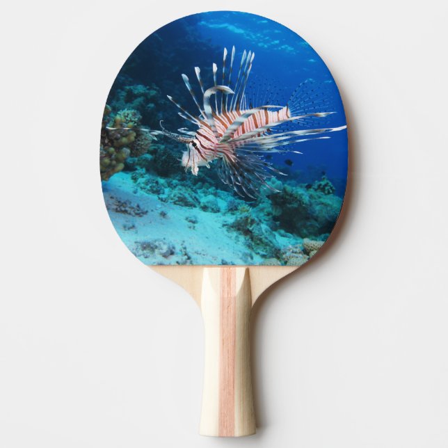 Raquete De Ping Pong Lionfish ou Pterois Miles, Peixes de Recife do Oce (Frente)