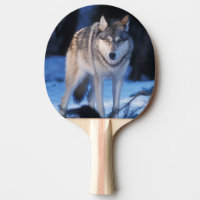 lobo cinzento, Canis lupus, nos contrafortes