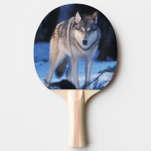 Raquete De Ping Pong lobo cinzento, Canis lupus, nos contrafortes