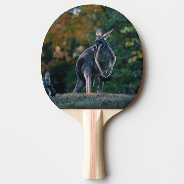 Raquete De Ping Pong Majexpressa Kangaroo (Frente)