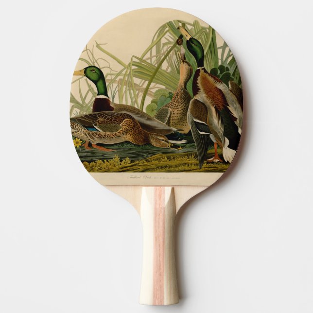Raquete De Ping Pong Mallard Duck - Pincel de Ave Audubon (Frente)