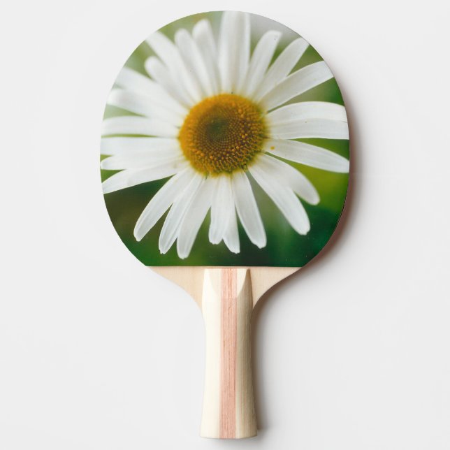 Raquete De Ping Pong Margarida Branca de Oxeye - Leucanthemum vulgare (Frente)