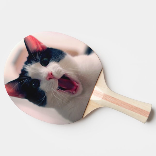 Raquete De Ping Pong Meme do gato - gato engraçado - memes