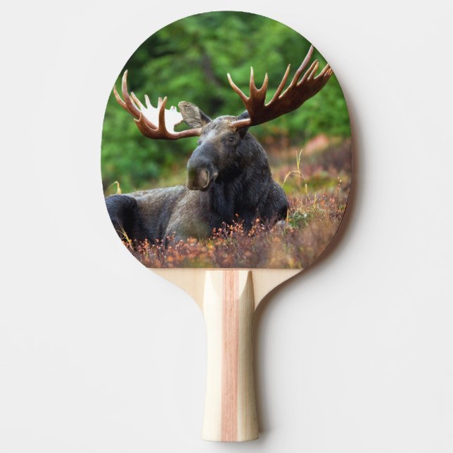 Raquete De Ping Pong Moose (Frente)