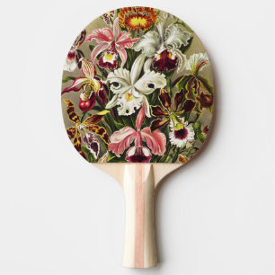 Raquete De Ping Pong Orquídeas, Orquídeas Denusblumen Ernst Haeckel
