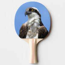 Osprey - Pássaro - Ping Pong Paddle