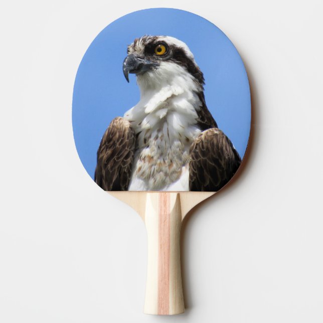 Raquete De Ping Pong Osprey - Pássaro - Ping Pong Paddle (Verso)