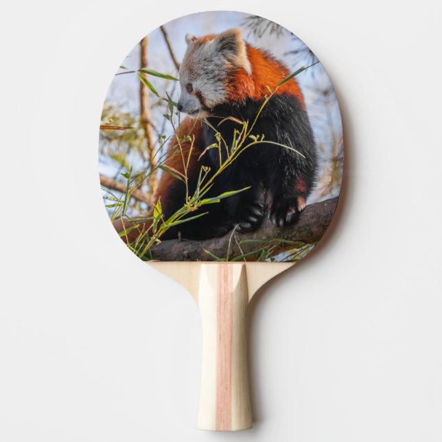 Raquete De Ping Pong Panda vermelha (Frente)