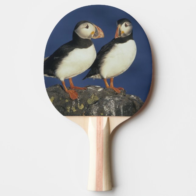 Raquete De Ping Pong Papagaio-do-mar (Frente)