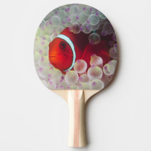 Raquete De Ping Pong Papua-Nova Guiné, Grande Barreira de Coral,