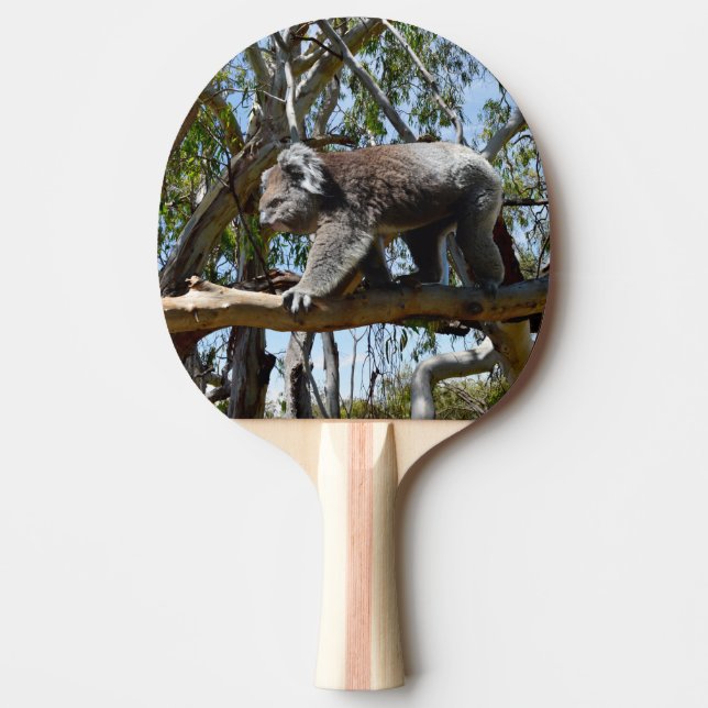 Raquete De Ping Pong Passeio de Urso Koala australiano (Frente)