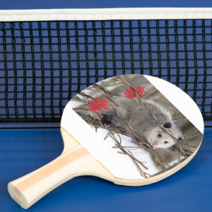 Raquete De Ping Pong Ping Pong Paddle Ogambm Natureza