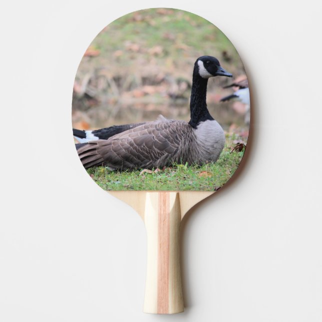 Raquete De Ping Pong Pino do Pino do Ganso (Frente)