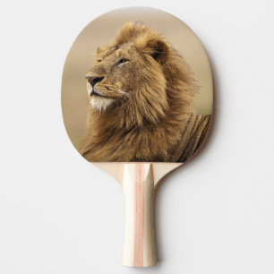 Raquete De Ping Pong Quênia, Masai Mara Leão macho