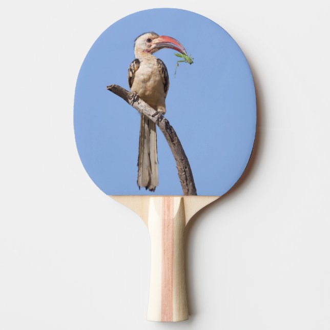 Raquete De Ping Pong Red-billed Hornbill (Frente)