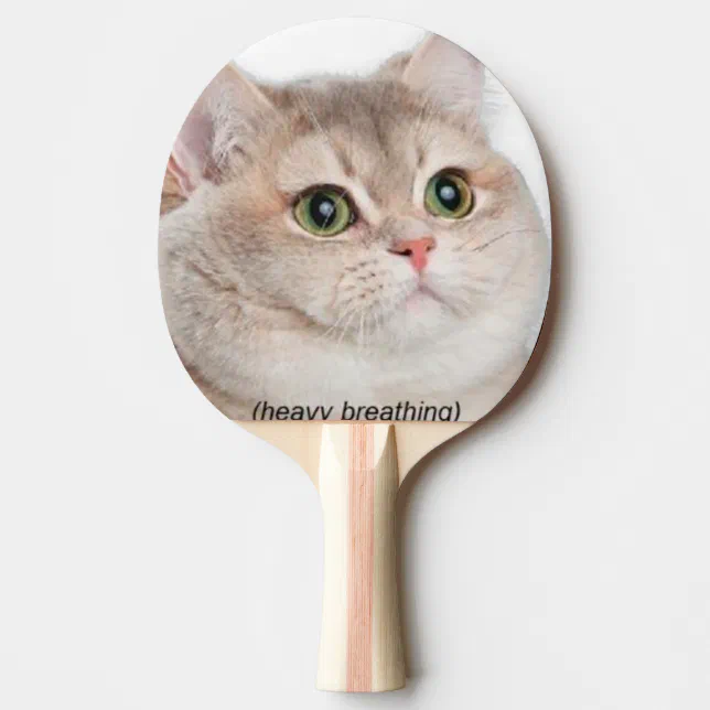 Raquete De Ping Pong Meme do gato - gato engraçado - memes