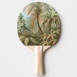 Raquete De Ping Pong Samambaias, Filicinae Laubfarne por Ernst Haeckel