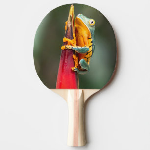 Raquete De Ping Pong Sapo de Árvore Macaco de Pernas de Tigre Laranja