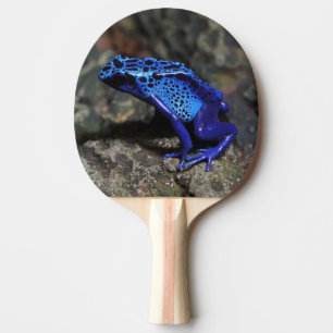 Raquete De Ping Pong Sapo de Dart Azul, Sapo Azul Brilhante
