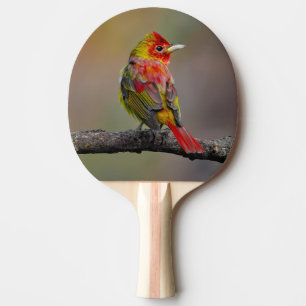 Raquete De Ping Pong Scarlet Tanager Molting - Fotografia original