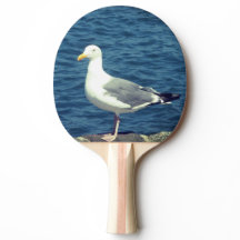 Seagull No Compartimento