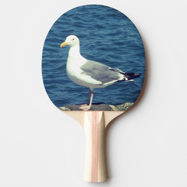 Raquete De Ping Pong Seagull No Compartimento (Frente)
