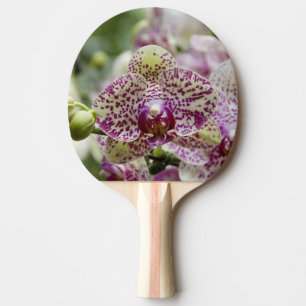 Raquete De Ping Pong Singapura (Sânscrito para Cidade do Leão). Naciona