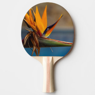 Raquete De Ping Pong Strelitzia Flower África do Sul Nature