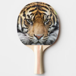 Raquete De Ping Pong Sumatran Tiger Wildlife Photo