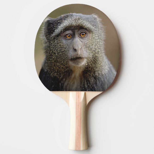 Raquete De Ping Pong Sykes ou Macaco Azul, Cercopithecus mitis, (Frente)