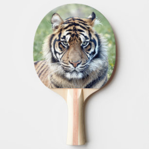 Raquete De Ping Pong Tigre fotográfico, animais 0291.