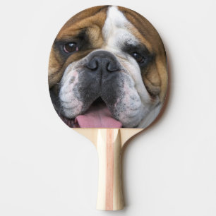 Raquete De Ping Pong Um bulldog inglês na Bélgica.