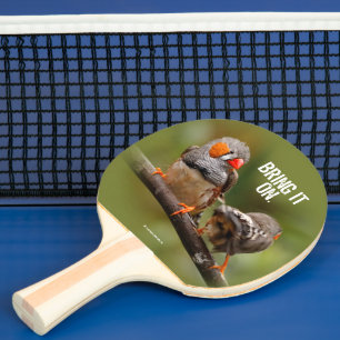 Raquete De Ping Pong Um Par Cheio de Zebra Finch Songbird