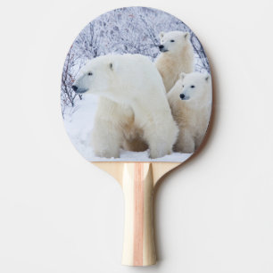 Raquete De Ping Pong Ursos polares e dois filhotes