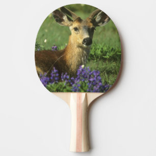 Raquete De Ping Pong Veado-de-cauda-preta, Odocoileus hemionus