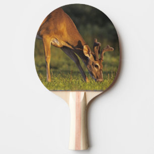 Raquete De Ping Pong Veado-mateiro, Odocoileus virginianus