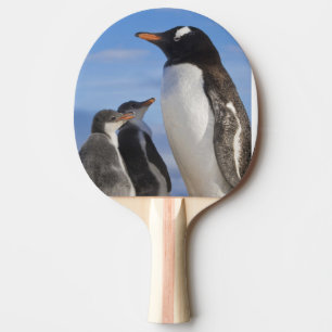 Raquete De Tênis De Mesa Antártida, Neko Cove (Porto). Pinguim-de-gentoo 2