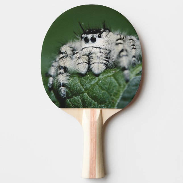 Raquete De Tênis De Mesa Aranha Saltadora Metaphid (Frente)