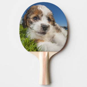 Raquete De Tênis De Mesa Cão de filhote de cachorro bonito (Shitzu)