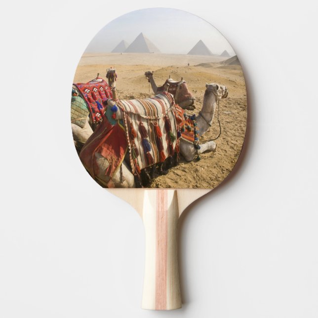 Raquete De Tênis De Mesa Egito, Cairo. Camelos descansando (Frente)