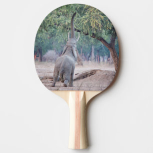 Raquete De Tênis De Mesa Elefante chegando à Acácia