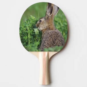 Raquete De Tênis De Mesa Lebre-marrom, Lepus europaeus, jovem comendo,