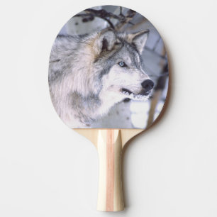 Raquete De Tênis De Mesa Lobo Cinzento, Canis lupus, Animal de Filme (Utah)