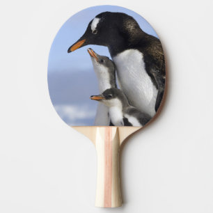 Raquete De Tênis De Mesa Península Antártica, Porto Neko, Pinguim-de-gentoo